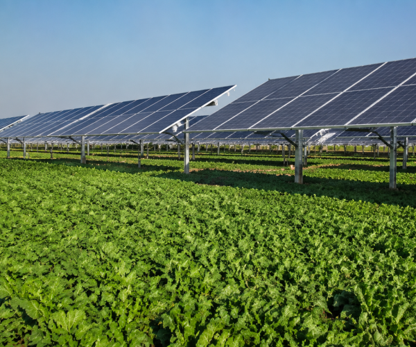 Agriculture Solar Solution in Lahore, Punjab for Smarter and Independent Farming